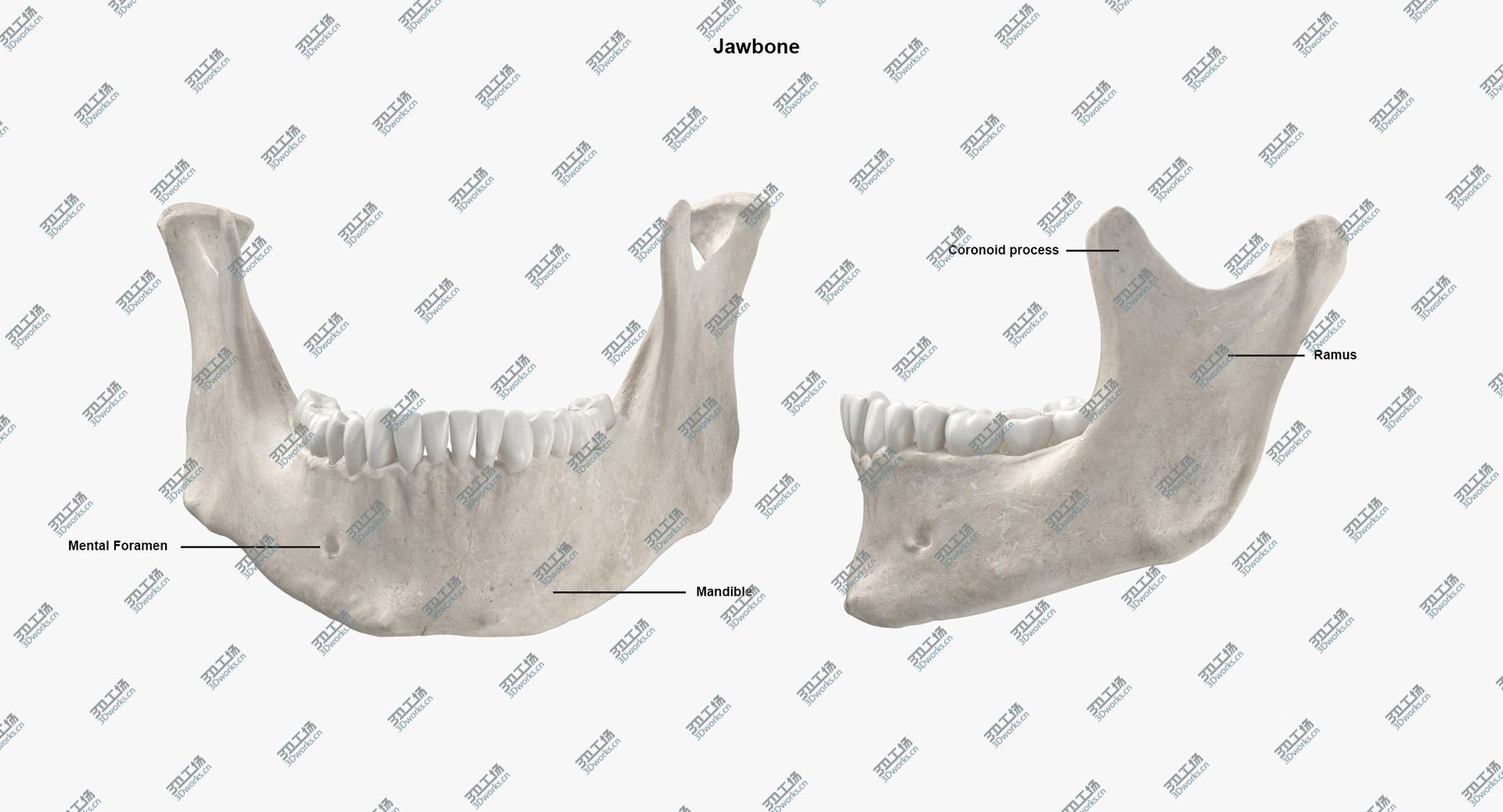 images/goods_img/202105073/Real Human Woman Skull Cranial 01 With Teeth White 3D model/4.jpg